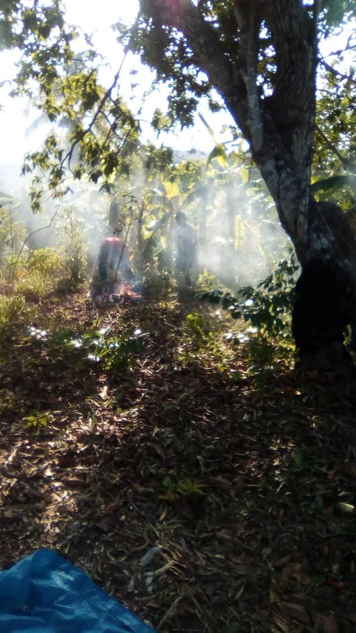 Agricultural PalmTrees